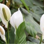 Peace lilies like to have their roots a little restricted but they don't like being root-bound. We look at when and how to repot a peace lily step by step.