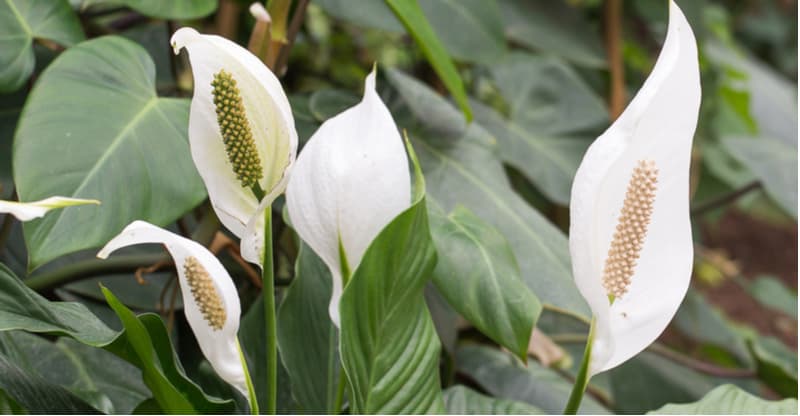 Peace lilies like to have their roots a little restricted but they don't like being root-bound. We look at when and how to repot a peace lily step by step.