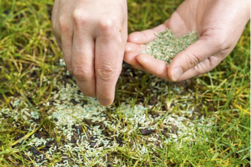 reseeding bare patches in lawn