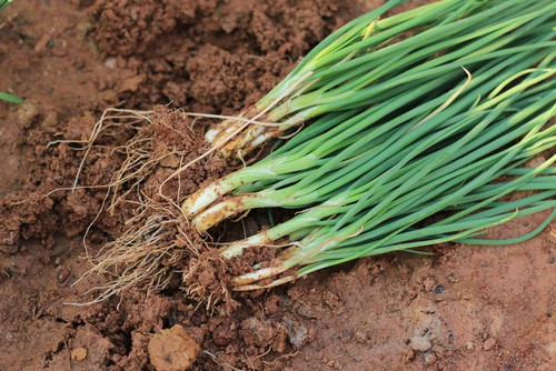 Spring onions to plant in autumn and grow over winter for harvesting early spring