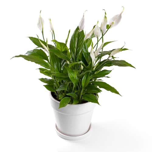 Watering peace lilies correctly