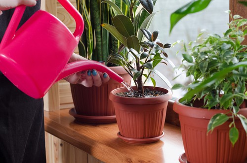 water plants in the morning or evening where possible and remember plants grown in container need watering more often