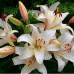 What to do when lilies have finished flowering