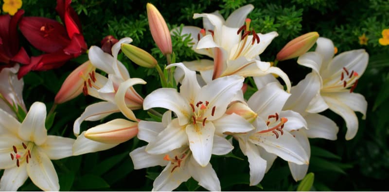 What to do when lilies have finished flowering