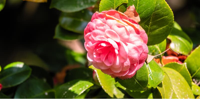 When and what to feed camellias