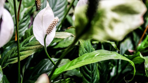 When should I be repotting a peace lily?