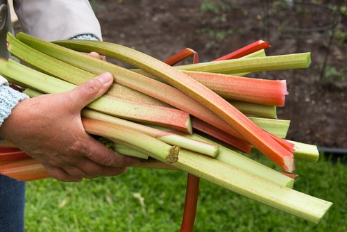When to harvest rhubarb. You can get early cultivars of rhubarb that can be picked around March or April and later main crop cultivars can be picked around late April to May but you can pick it until July and August.