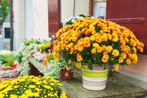 Where to position your potted chrysanthemums. Sunny position where they get at least 5 hours of sunlight