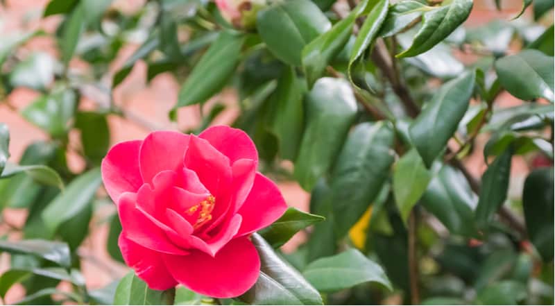 Why is my Camellia not flowering. The most common reasons are lack of water when buds are forming, over feeding, and morning frost combined with morning sun.