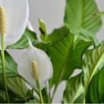 With peace lilies being so popular, we get asked why there peace lily not flowering. It usually comes down to the fact it was forced and not enough light. Learn more