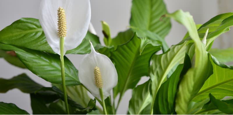 With peace lilies being so popular, we get asked why there peace lily not flowering. It usually comes down to the fact it was forced and not enough light. Learn more