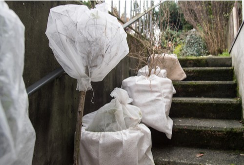 Wrap containers and pots with fleece and bubble wrap to protect them over winter