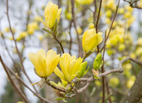 Propagating magnolias. Propagate by taking cutting or layering