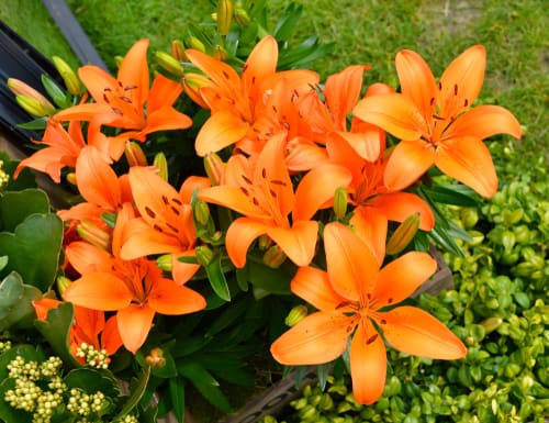 the best lily varieties for pots. The pixie series offers very small cultivars that get no more than 50cm in height. Other short growing options include the Asiatic hybrids that reach about 60cm in height. Of course, you can pick slightly larger options as long as you, again, give it a support system to help it stand upright, this could just be some canes and strong but as the stems are usually very strong on even taller varieties, they only need minimal support.