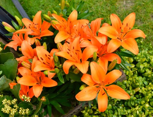 the best lily varieties for pots. The pixie series offers very small cultivars that get no more than 50cm in height. Other short growing options include the Asiatic hybrids that reach about 60cm in height. Of course, you can pick slightly larger options as long as you, again, give it a support system to help it stand upright, this could just be some canes and strong but as the stems are usually very strong on even taller varieties, they only need minimal support.