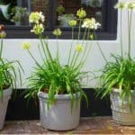 Finding hardy plants for pots to grow outdoors cannot sometimes be a little daunting, we list 10 of our favourite plants that grow happily in pots and containers.