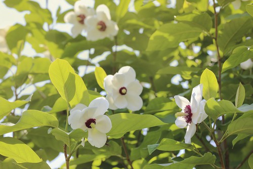 Choosing the right variety of magnolia