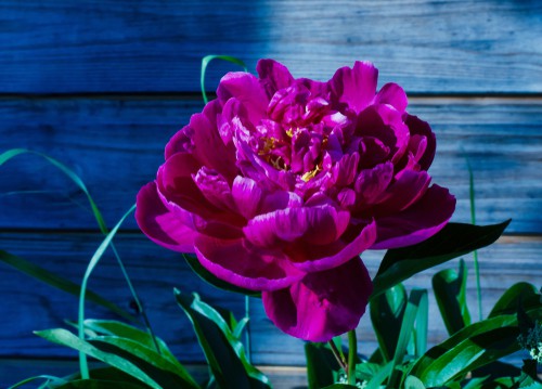 Peony care - water during the growing season freely and keep soil moist, protect plants in winter by placing in a greenhouse of sheltered area