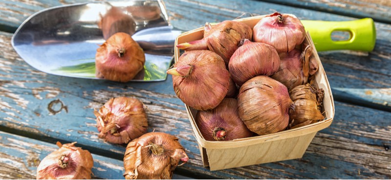 planting gladiolus bulbs in pots. Planting gladioli bulbs in pots can be a great way of growing gladioli, try to choose smaller varieties and choose a wide deep pot with well-draining compost.