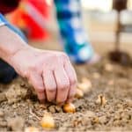 Many people stop growing vegetables after summer but there are some vegetables to plant in winter, although most are best planted in autumn.