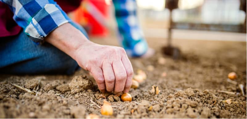 Many people stop growing vegetables after summer but there are some vegetables to plant in winter, although most are best planted in autumn.