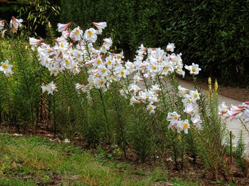 prune lilies in autumn but prune diseases stems straight away.