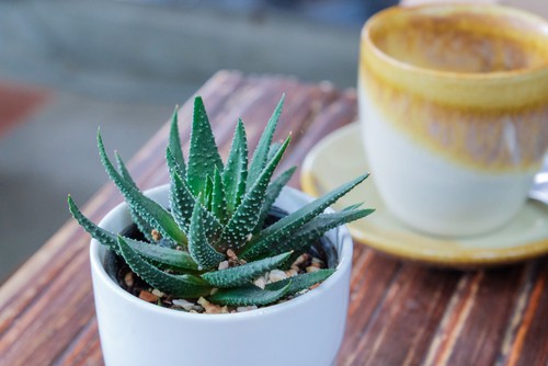 Aloe specimens have spiky foliage with unique blooms occasionally ranging in colour from pink to orange. good beginners plant