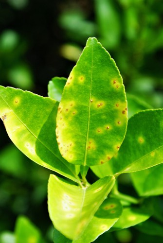 Anthracnose on citrus which causes leaf drop