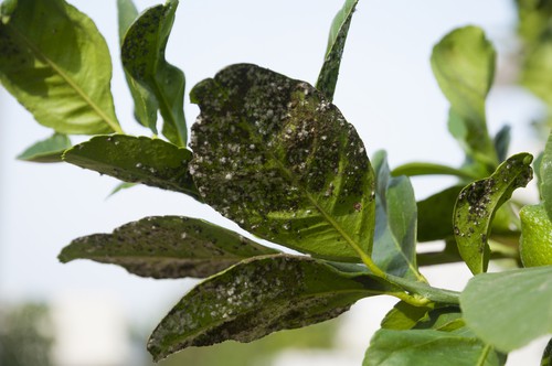 Aphids attacking citrus tree leaves