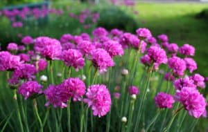 Armeria are known for their hardy, sea pink colours, delightful pink flowers come spring and summer, all nestled nicely atop a cushion of evergreen. What’s particularly nice about these is that you deadhead to encourage additional flowers throughout the entire flowering phase and they are super easy to look after.