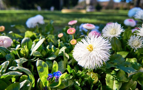 If you are looking for a pom pom appearance in your flowers, Bellis look like soft, fluffy buttons. You can find reddish pink, pink/white, and white. These look quite dramatic when you grow them in beds, because they offer a bright texture and colour all winter long.