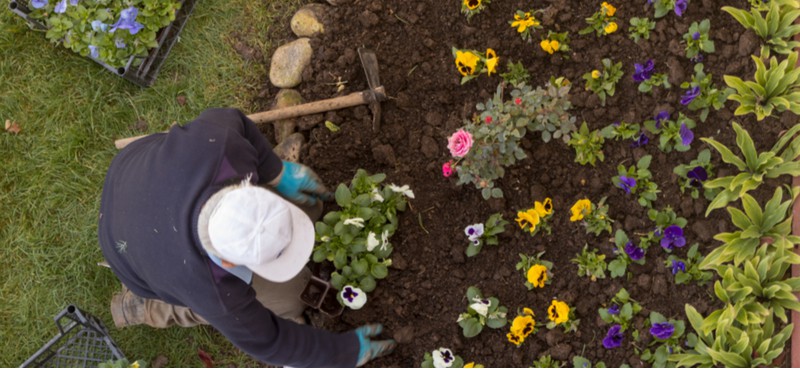 Once autumn approaches the choice of bedding plants dwindles, we look at some of the best autumn and winter bedding plants including bellis, pansies, prims, cyclamen.