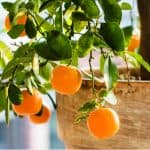 Citrus trees are perfect for growing in containers in the Uk but certain varieties will grow better, we look at 10 of the best citrus trees for pots to consider