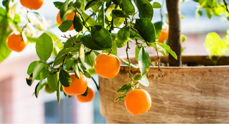 Citrus trees are perfect for growing in containers in the Uk but certain varieties will grow better, we look at 10 of the best citrus trees for pots to consider