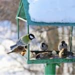 In winter local birds need our help more than ever, we have made a list of the best food for garden birds in winter. We also include handy tips to do your part