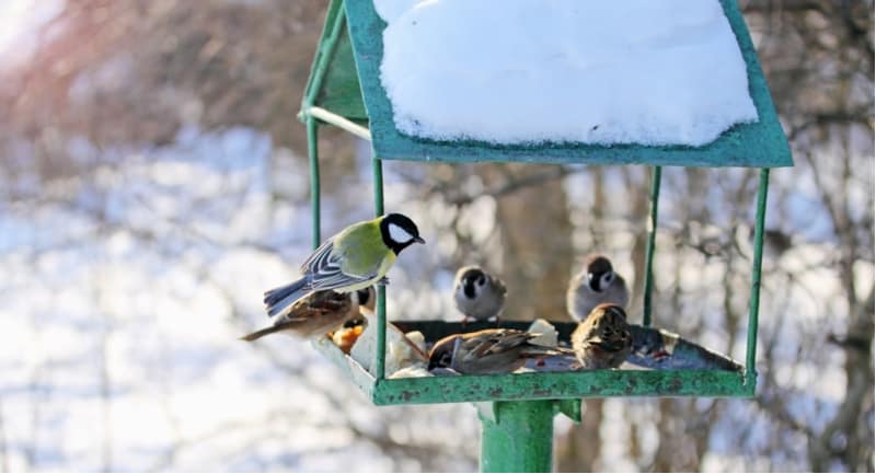 In winter local birds need our help more than ever, we have made a list of the best food for garden birds in winter. We also include handy tips to do your part