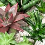 Best succulents for beginners