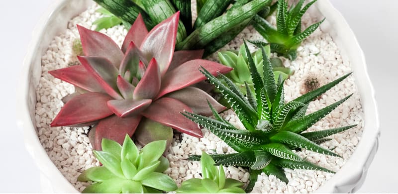 Best succulents for beginners