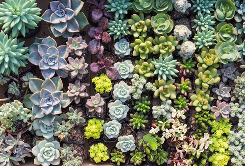 best succulents for containers