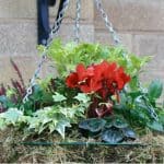 Best winter plants for hanging baskets