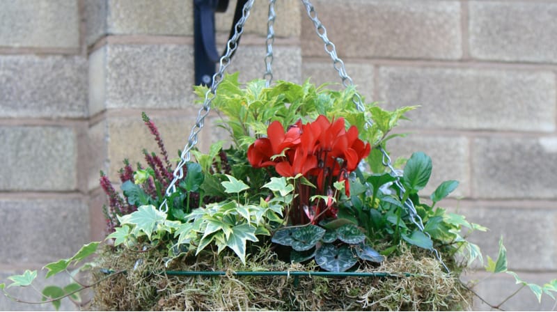 Best winter plants for hanging baskets