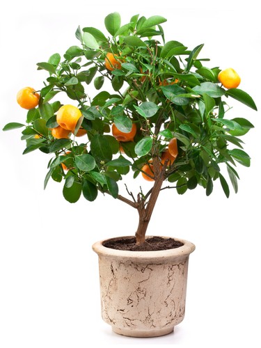 Calamondin orange growing in container