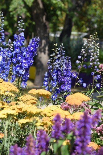 caring for delphiniums