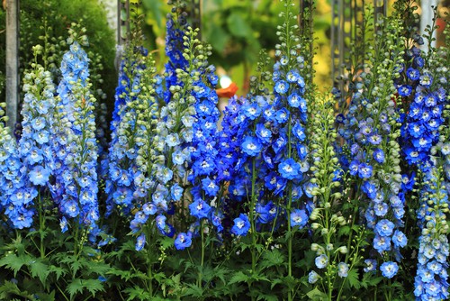 Caring for delphiniums in pots