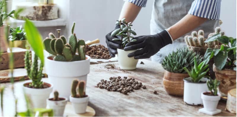 Caring for succulents indoors