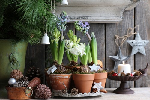 Christmas hyacinths growing indoors