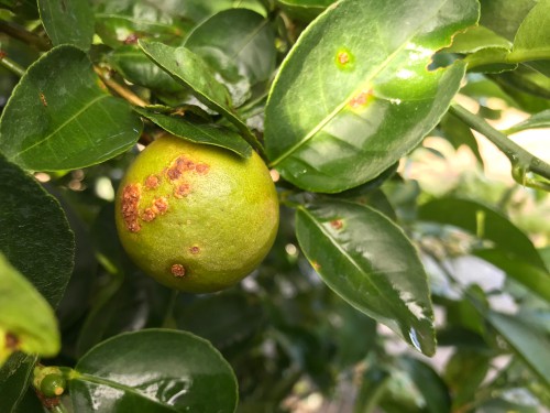 Citrus Canker