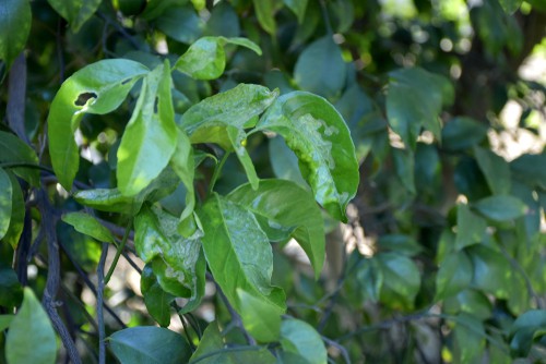Citrus leafminer which can cause the leafs on citrus trees including lemons to fall off