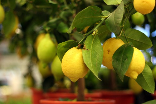 Citrus lemon tree growing in container