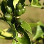 Most citrus tree problems are usually caused by the growing conditions be less than suitable. learn about common problems from yellowing leaves to nutrient deficiencies.
